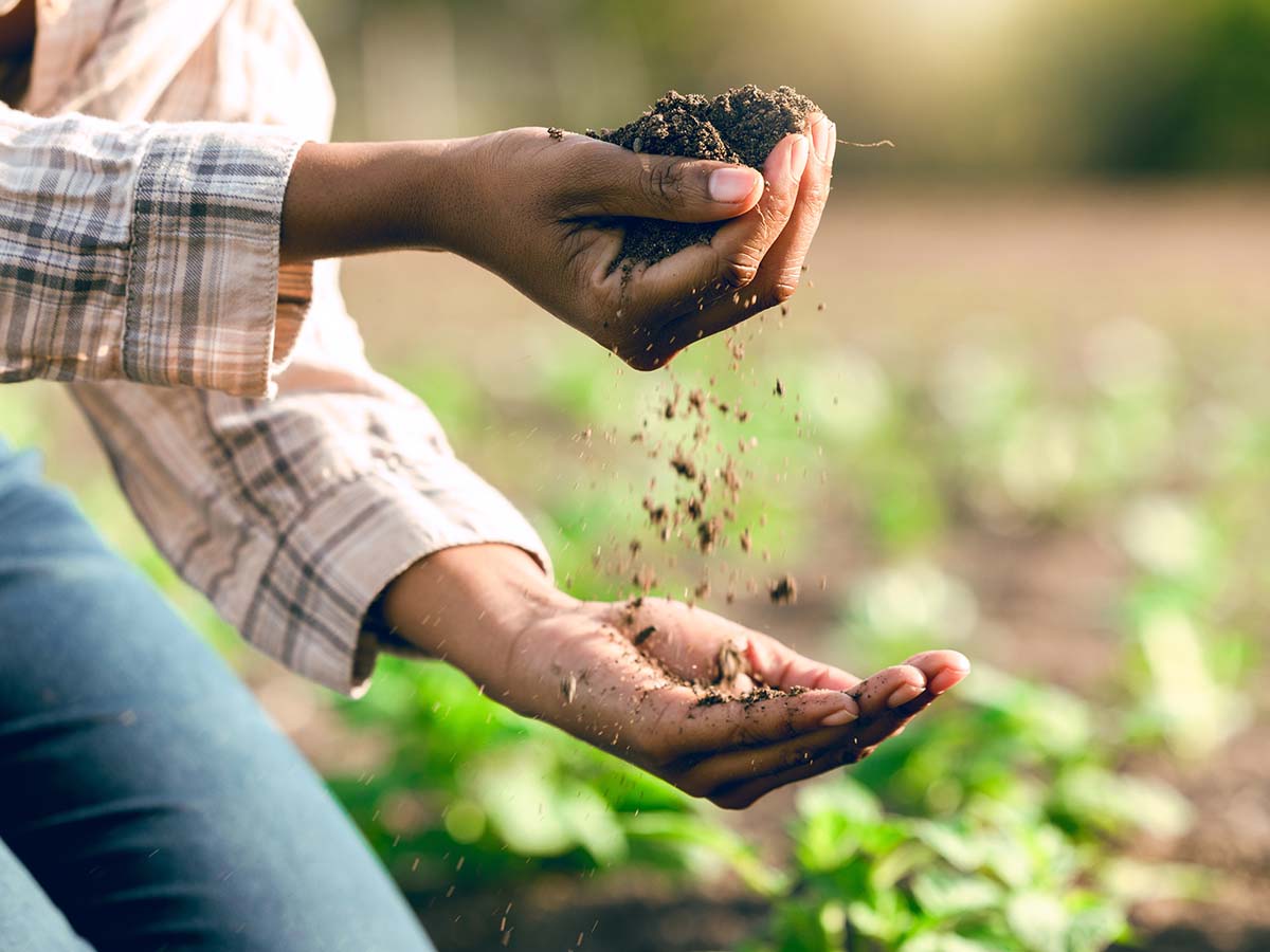 Sector Code - Agriculture