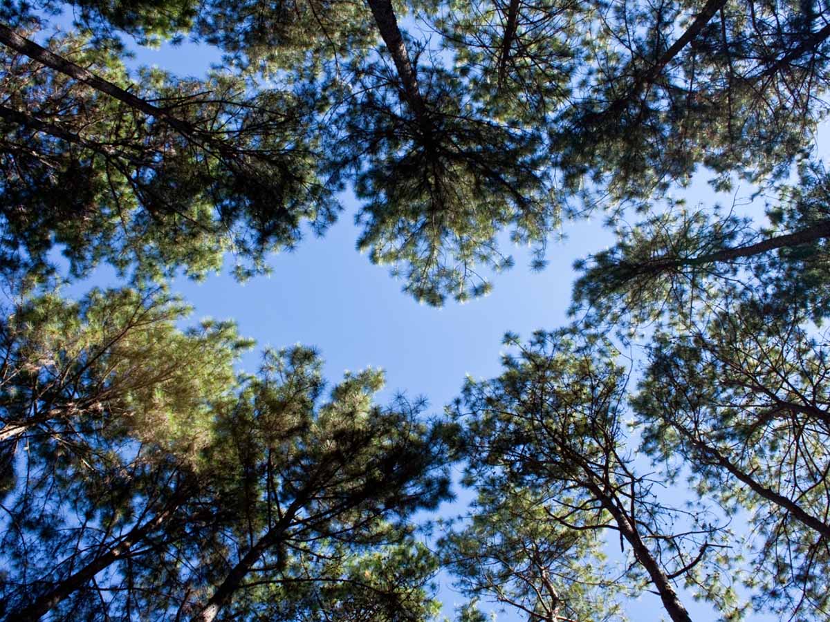 Sector Code - Forestry